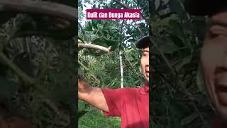 KULIT DAN BUNGA AKASIA Acacia mangium [upl. by Hakan]