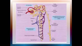 Filtrado Glomerular [upl. by Ayarahs]