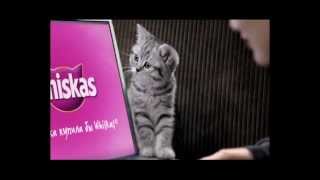 Реклама Whiskas  горячая линия 20082009 [upl. by Avner166]