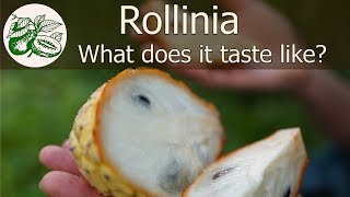 Rollinia  What does it taste like Sweet smooth and creamy with a hint of tanginess [upl. by Truman]