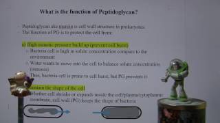 MBIO PQ  Function of Peptidoglycan [upl. by Udele]