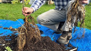 2024 Fall Black Locust Sapling Transplants [upl. by Johst]