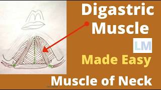 Digastric muscle  Origin  insertion  Nerve supply and actions  digastric muscle anatomy [upl. by Danaher]