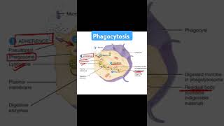 Phagocytosis biology neet science immunity lifescience [upl. by Resneps]