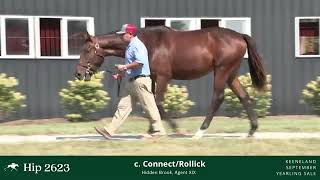 Hip 2623  Colt by Connect  Rollick [upl. by Carolin960]