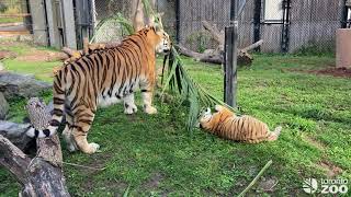 Mila and Mazy Playing Outside  Watch Them Live On The Giant Tiger Cam [upl. by Oz401]