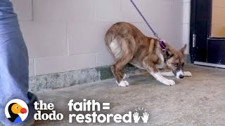 Terrified Dog Finds Out How Much Fun Life Can Be  The Dodo Faith  Restored [upl. by Nolek465]