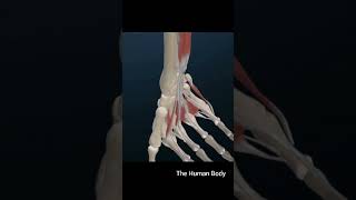 The human hand s skeletal structure consists muscles  shorts [upl. by Ecyoj]