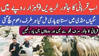 Cheap Chatra Mandi for Qurbani 2023 Sagian pull Lahore mandi Sagian Mandi 2023 [upl. by Yusem]