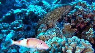 Diving in Molokini and 5 Caves Maui [upl. by Irrehs137]