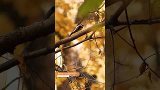 Downy woodpeckers  Pájaro carpintero wildlife birds downywoodpecker nature [upl. by Ytissac360]