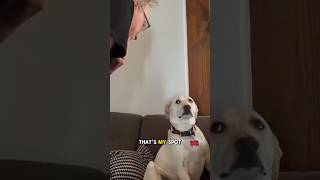 Grandpa Wins Argument With Dog Over Couch Seat [upl. by Serle2]