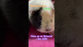 Epicurus 2020 shortsfeed pets guineapig throwback guineapigs discoverunder5k rodent fypp [upl. by Adnoral598]