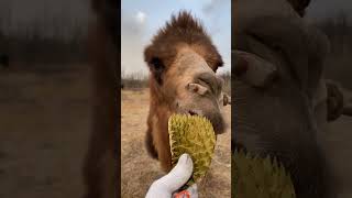 How Can Camels Eat Cacti shorts [upl. by Beitris]