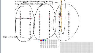 SNP Arrays [upl. by Airamanna]