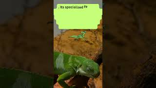 Amazing Animal Facts  The Basilisk Lizard [upl. by Ashleigh981]