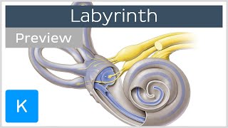 Labyrinth Structure and inner ear function preview  Human Anatomy  Kenhub [upl. by Dloraj687]