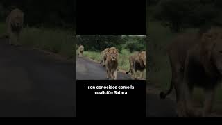 7 Enormes Machos Caminando Por Un Camino shorts animales leones [upl. by Abocaj559]