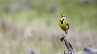 Western Meadowlark Bird Sound Video Bird Songs Western North AmericaNature Sounds to Fall Asleep [upl. by Nohsreg766]