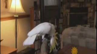 Snowball on the CBS Sunday Morning News Show [upl. by Newby]