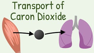 Transport of Carbon Dioxide in blood [upl. by Atiuqa]