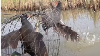 Hunting bird Bird common moorhen trap Amazing😱 [upl. by Haelahk]