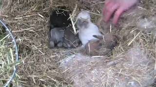 Baby Rabbits 2 weeks Old [upl. by Hoeve]