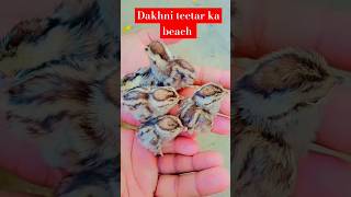 Dakhni teetar ki khubsurat bacche birds [upl. by Hannahsohs]