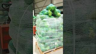 vegetable farming garden agriculture famers agriculturefarming farming export [upl. by Denton]