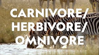 Definitions in the Field CarnivoreHerbivoreOmnivore [upl. by Akere]