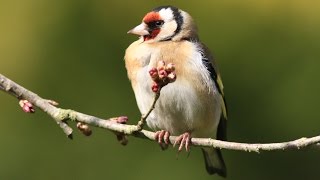 chants et cris du chardonneret élégant  HD carduelis carduelis   calls amp songs of goldfinch [upl. by Cirdla91]