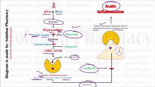 Mechanism of Action of Allopurinol and Colchicine Used in Gout  Allopurinol  Antigout Drugs [upl. by Eirdua]