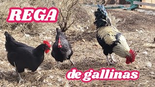 Como tener el REGA para gallinas [upl. by Anyrtak]