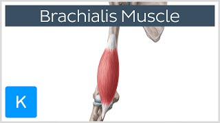 Brachialis Muscle Anatomy Overview  Human Anatomy  Kenhub [upl. by Atalee508]