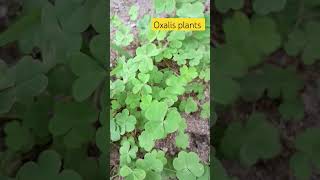 please subscribe 🙏🏻 oxalis plants farming vlogeer plants kha [upl. by Anig351]