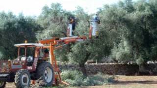 Potatura Olivi e Verde Pubblico  TARANTO  con Piattaforma aerea agricola DAmico Officine srl [upl. by Atiuqin306]