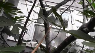 REMOVING FIG TREE WINTER DAMAGE 12 [upl. by Nelly]