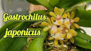 Gastrochilus japonicus описание и уход [upl. by Lina532]