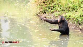 Watch a Chimpanzee Catch Food Like a Pro [upl. by Ailemrac]