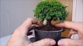 How To Make a Bonsai Tree From a Nursery Stock Tsukumo [upl. by Jeggar]