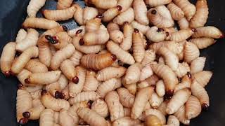 Palm Weevil Larvae Rhynchophorus ferrugineus [upl. by Audrey]