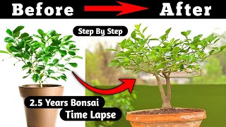 Lemon bonsai  Bonsai Time Lapse [upl. by Horace]