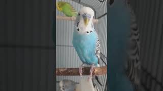 A baby rooster 🐓 tweeting birds parakeet budgies parrot [upl. by Norrek]