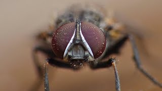 The Fly  Macro Videography  Panasonic Lumix  Raynox DCR250  Macro Shots [upl. by Silverstein483]