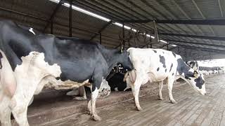 Estrous Behaviour of Cow [upl. by Enoed]