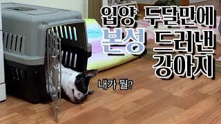 스트릿 출신 강아지보스턴테리어가 본성을 드러내는 데에 걸린 시간은 [upl. by Inihor]