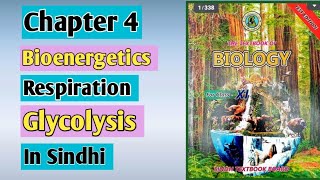 glycolysis  respiration  class 11 biology Sindh board chapter 4 bioenergetics [upl. by Eillac906]