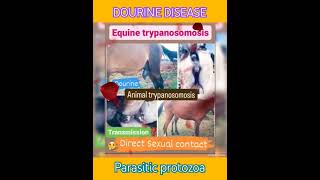 Equine trypanosomosis🐎🦓Trypanosoma equiperdumSTD👍Animalsgenital infection👍Parasitology👍🔬✅ [upl. by Harms]