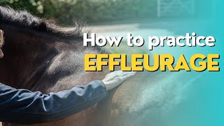 Effleurage Equine Massage Stroke [upl. by Yeslehc]