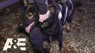 Live PD Most Viewed K9 Busts  AampE [upl. by Yrennalf88]